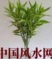 红河十二生肖养什么植物最旺财运？你知道吗！